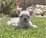 Small Photo #6 French Bulldog Puppy For Sale in DETROIT, MI, USA