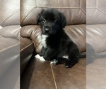Puppy Socks Australian Shepherd