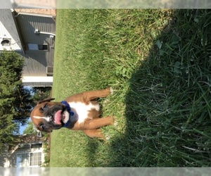 Boxer Puppy for sale in INDIANAPOLIS, IN, USA