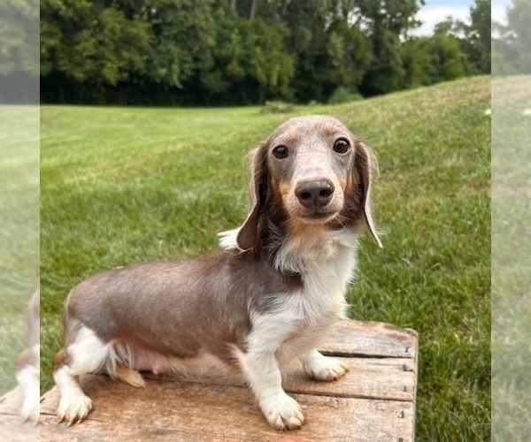 Medium Photo #1 Dachshund Puppy For Sale in MIDDLEBURY, IN, USA