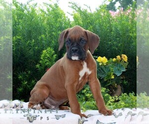 Boxer Puppy for sale in QUARRYVILLE, PA, USA