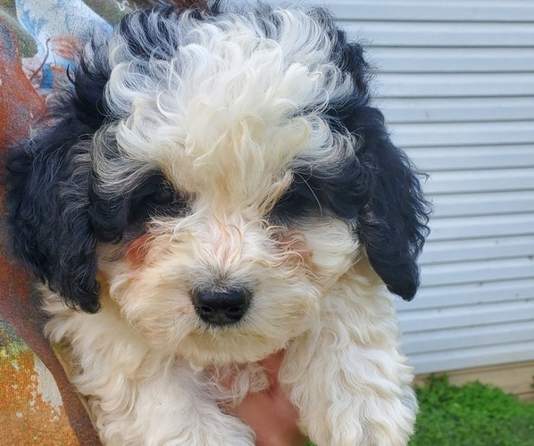 Medium Photo #14 Bernedoodle (Miniature) Puppy For Sale in LEETONIA, OH, USA