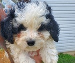Small #13 Bernedoodle (Miniature)