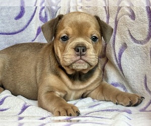 English Bulldog-French Bulldog Mix Puppy for sale in NEWTON, NJ, USA