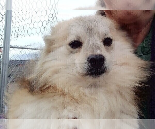 Medium Photo #2 Pomeranian Puppy For Sale in SNOWFLAKE, AZ, USA