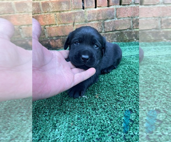 Medium Photo #1 Labrador Retriever Puppy For Sale in OSYKA, MS, USA