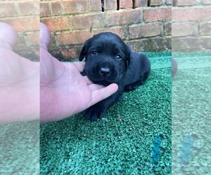 Labrador Retriever Puppy for sale in OSYKA, MS, USA