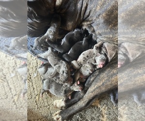 Cane Corso-Daniff Mix Puppy for sale in CHESAPEAKE, OH, USA