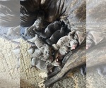 Small Cane Corso-Daniff Mix