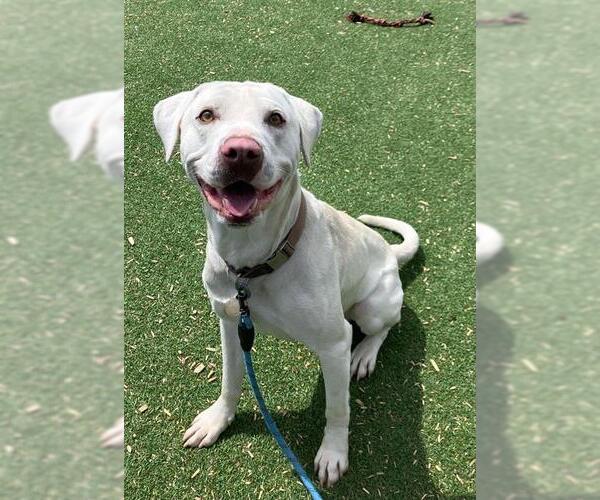 Medium Photo #1 Labrador Retriever Puppy For Sale in Fruit Heights, UT, USA