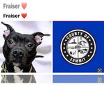 Small American Pit Bull Terrier