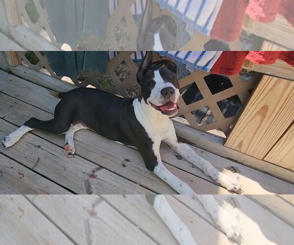 Medium Photo #13 Mutt Puppy For Sale in Murfreesboro, NC, USA