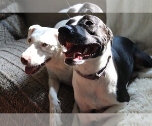 Julie - Female American Staffordshire Terrier-Unknown Mix Dog for Adoption - Photo #3