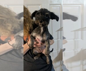 Mutt Dogs for adoption in Grafton, WI, USA