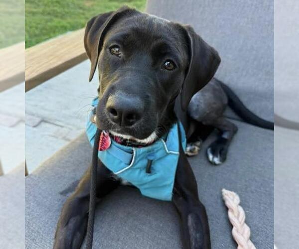 Medium Photo #15 Labrador Retriever-Unknown Mix Puppy For Sale in San Diego, CA, USA