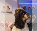 Small #2 Cocker Spaniel