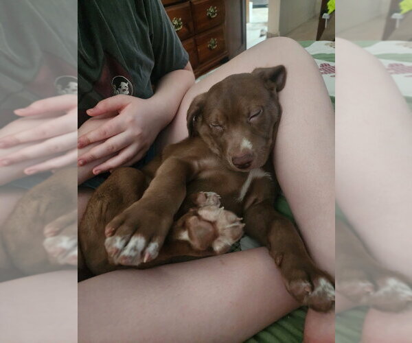 Medium Photo #2 Mutt Puppy For Sale in Evansville, IN, USA