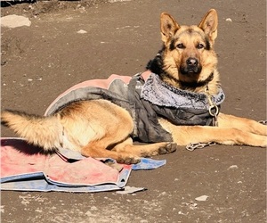 Father of the German Shepherd Dog puppies born on 07/01/2025