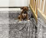 Small Photo #4 American Staffordshire Terrier-Unknown Mix Puppy For Sale in Holly Springs, NC, USA