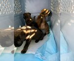 Small American Staffordshire Terrier-German Shepherd Dog Mix