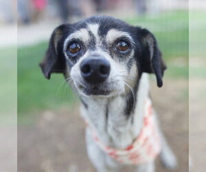 Chihuahua-Unknown Mix Dogs for adoption in San Antonio, TX, USA