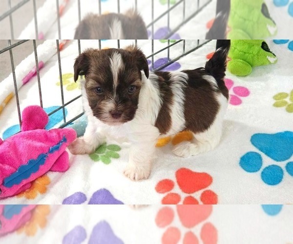 Medium Photo #2 Havashire Puppy For Sale in ORO VALLEY, AZ, USA