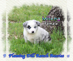 Small #3 Miniature Australian Shepherd