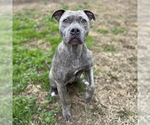 American Pit Bull Terrier Dogs for adoption in Modesto, CA, USA