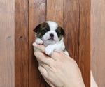 Small #1 Chihuahua