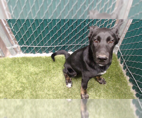 Medium Photo #1 Mutt Puppy For Sale in Downey, CA, USA