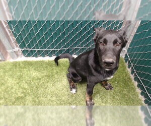 Mutt Dogs for adoption in Downey, CA, USA