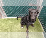 RUBEN - Male Mutt Dog for Adoption - Small photo
