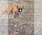 Puppy Lucky Boxer