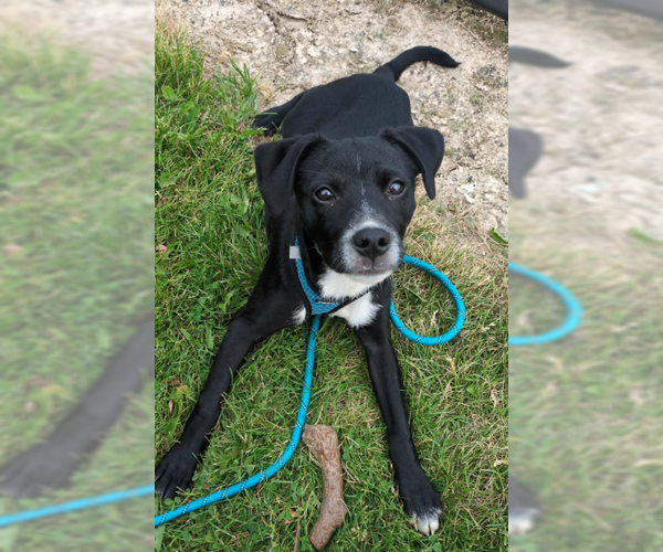 Medium Photo #1 Mutt Puppy For Sale in Coralville, IA, USA