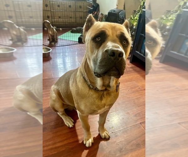 Medium Photo #1 Cane Corso Puppy For Sale in FORT COLLINS, CO, USA