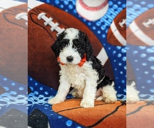 Miniature Bernedoodle Puppy for sale in OXFORD, PA, USA