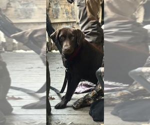 Mother of the Labrador Retriever puppies born on 08/02/2026