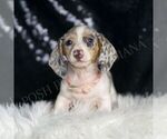 Small Dachshund