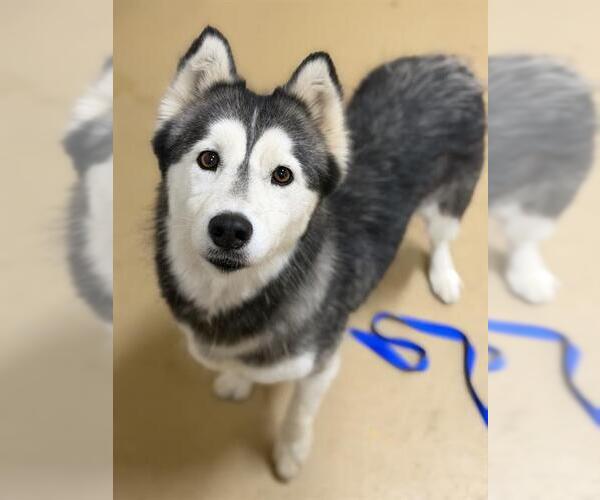 Medium Photo #1 Siberian Husky Puppy For Sale in Chula Vista, CA, USA