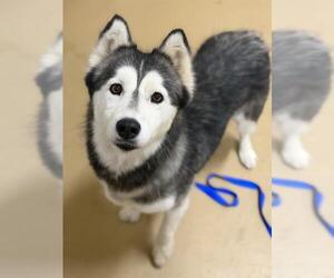 Siberian Husky Dogs for adoption in Chula Vista, CA, USA