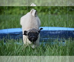 Small #9 Pug