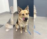 Small German Shepherd Dog