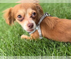 Chihuahua-Unknown Mix Dogs for adoption in Salt Lake City, UT, USA
