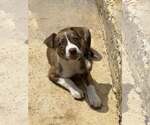 Small Mutt