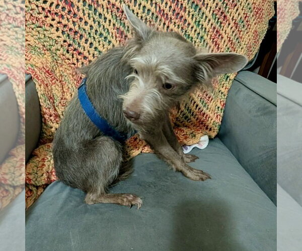 Medium Photo #3 Mutt Puppy For Sale in Spring Lake, NC, USA