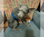 Small #2 Mutt