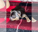 Small Photo #4 YorkiePoo Puppy For Sale in STRAWBERRY PLAINS, TN, USA