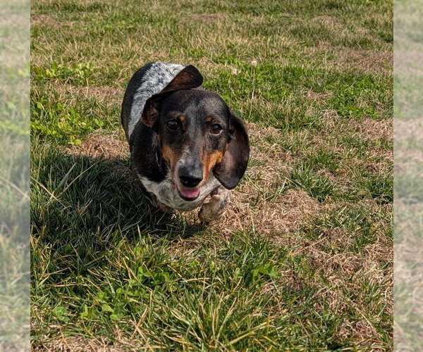Medium Photo #7 Dachshund Puppy For Sale in Shelbyville, TN, USA