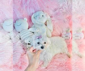 Maltese Puppy for sale in TAMPA, FL, USA