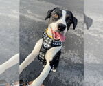Small #1 Boston Terrier-Labrador Retriever Mix